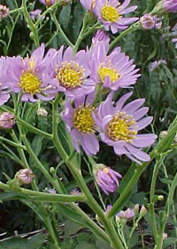 Aster tataricus